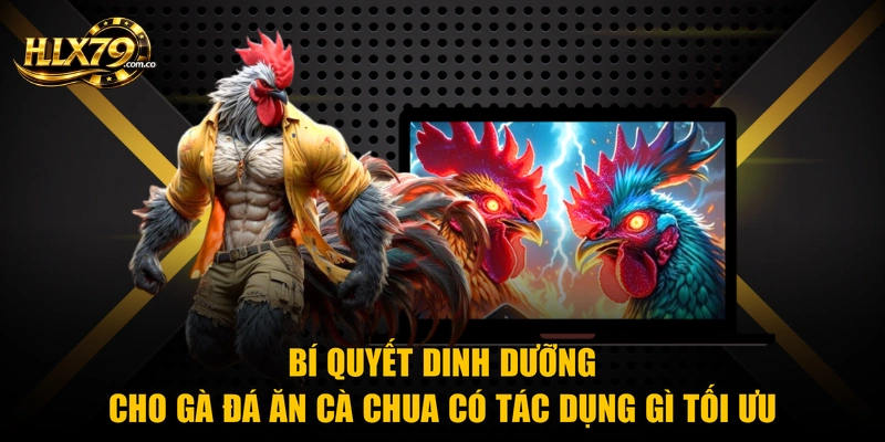 Bí quyết dinh dưỡng cho gà đá ăn cà chua có tác dụng gì tối ưu Bí quyết dinh dưỡng cho gà đá ăn cà chua có tác dụng gì tối ưu