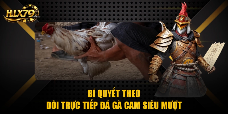 Bí quyết theo dõi trực tiếp đá gà cam siêu mượt Bí quyết theo dõi trực tiếp đá gà cam siêu mượt