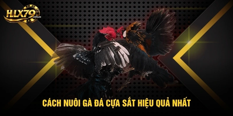 Cách nuôi gà đá cựa sắt hiệu quả nhất Cách nuôi gà đá cựa sắt hiệu quả nhất