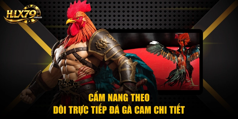 Cẩm nang theo dõi trực tiếp đá gà cam chi tiết Cẩm nang theo dõi trực tiếp đá gà cam chi tiết