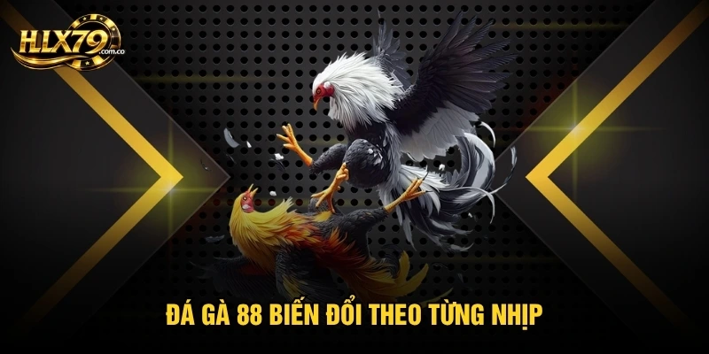 Đá gà 88 biến đổi theo từng nhịp Đá gà 88 biến đổi theo từng nhịp