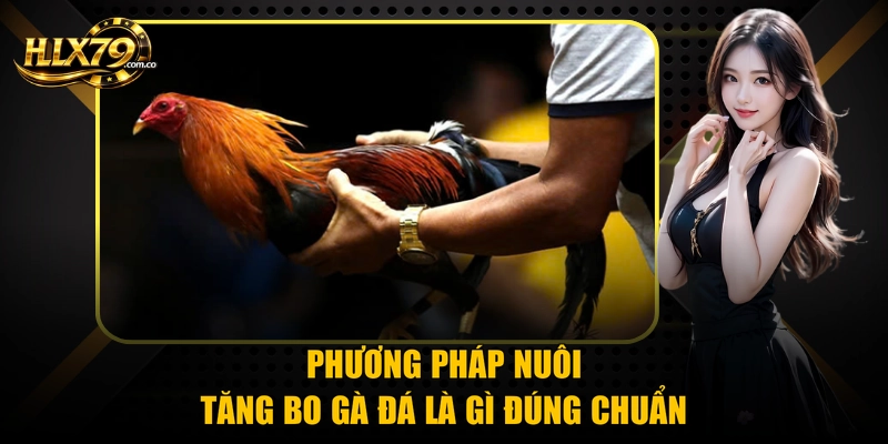 Phương pháp nuôi tăng bo gà đá là gì đúng chuẩn Phương pháp nuôi tăng bo gà đá là gì đúng chuẩn