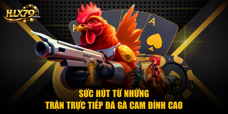 Sức hút từ những trận trực tiếp đá gà cam đỉnh cao Sức hút từ những trận trực tiếp đá gà cam đỉnh cao